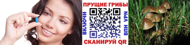 Псилоцибиновые грибы Psilocybe  Яровое 
